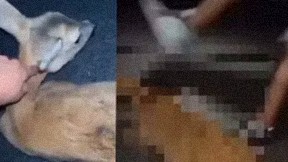 Partia mladíkov natáčala zranenú srnku, ponižovali ju a dokonca kopli do hlavy.