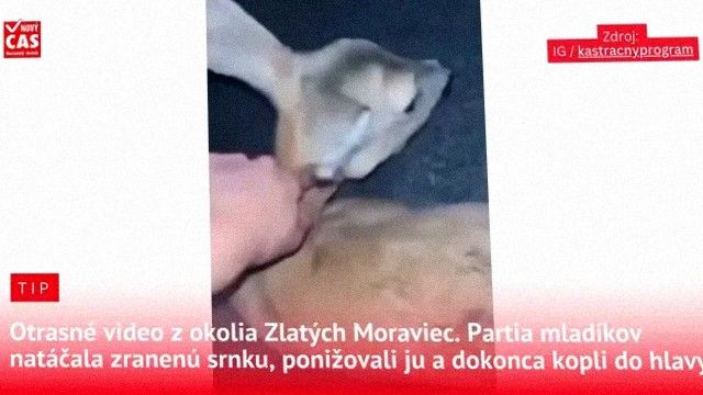 Otrasné video z okolia Zlatých Moraviec. Partia mladíkov natáčala zranenú srnku, ponižovali ju a dokonca kopli do hlavy.